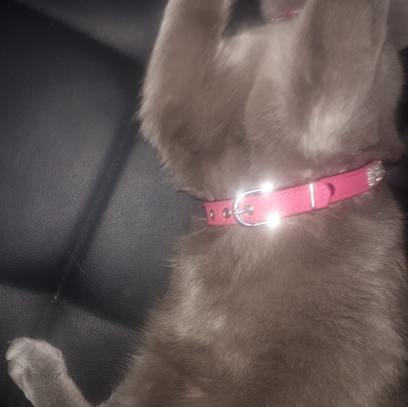 Cat/dog halter/leash - Picture 7 of 13